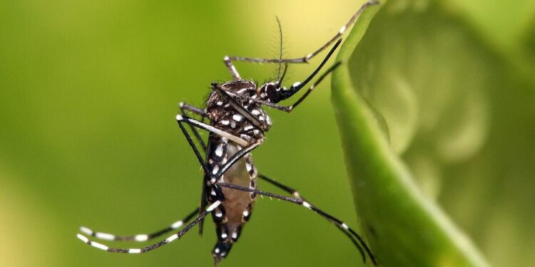 World Mosquito Day: 11 mosquito species identified in Gibraltar – Gibraltar Broadcasting Corporation