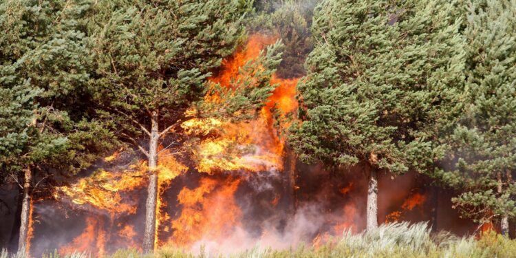 Spain and Portugal fires: Two more dead as Spanish troops battle blazes – BBC