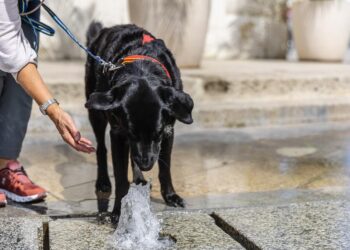 First-ever sightseeing tour for dogs launches in Finland – complete with a trip to dog-friendly island – PetsRadar