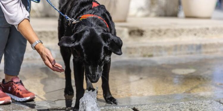 First-ever sightseeing tour for dogs launches in Finland – complete with a trip to dog-friendly island – PetsRadar