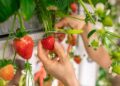 Strawberry harvest in the Netherlands doubles in 15 years despite decrease in acreage – Hortidaily
