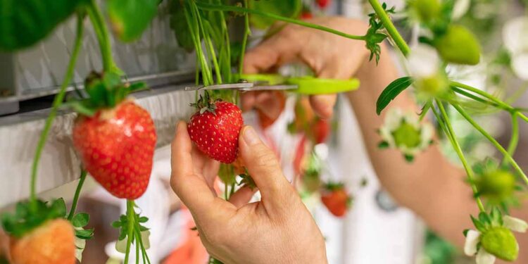 Strawberry harvest in the Netherlands doubles in 15 years despite decrease in acreage – Hortidaily