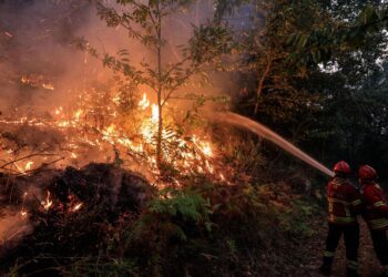 Portugal counts the cost of its biggest ever forest fire – Caledonian Record