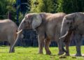 A Zoo in Denmark Wants to Feed Your Pets to Its Predators – The New York Times