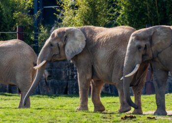 A Zoo in Denmark Wants to Feed Your Pets to Its Predators – The New York Times