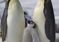 Penguins and polar bears outnumber people in some tariff-hit territories – Global News