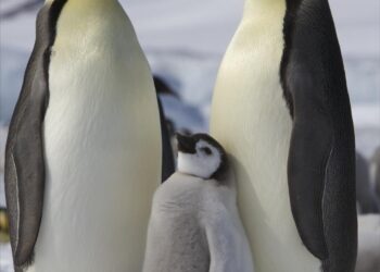 Penguins and polar bears outnumber people in some tariff-hit territories – Global News