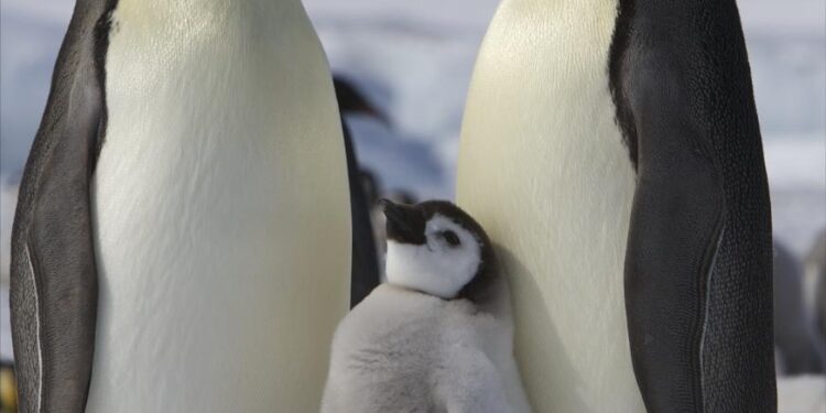 Penguins and polar bears outnumber people in some tariff-hit territories – Global News
