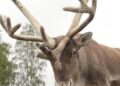 Reindeer cheesesteaks? Food truck in Sweden puts their spin on a Philly staple – CBS News