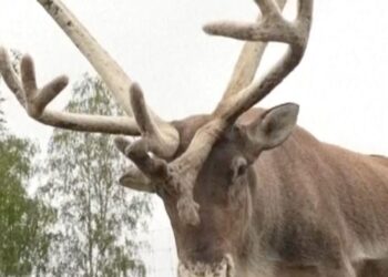 Reindeer cheesesteaks? Food truck in Sweden puts their spin on a Philly staple – CBS News