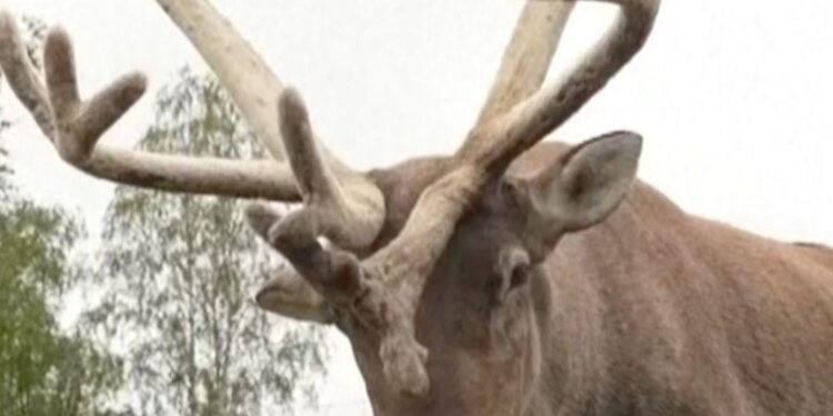 Reindeer cheesesteaks? Food truck in Sweden puts their spin on a Philly staple – CBS News