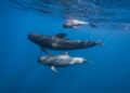 Outrage as 246 pilot whales killed in bloody Faroe Islands hunt – World Animal Protection
