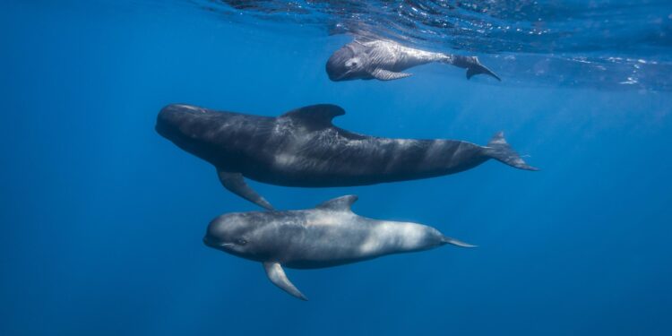Outrage as 246 pilot whales killed in bloody Faroe Islands hunt – World Animal Protection