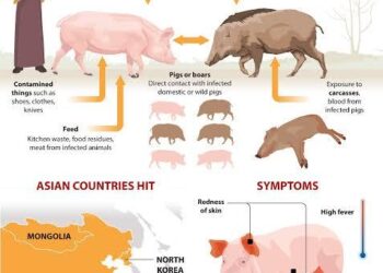 Largest African swine fever outbreak of 2025 recorded in Latvia – Baltic News Network
