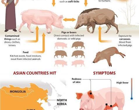 Largest African swine fever outbreak of 2025 recorded in Latvia – Baltic News Network
