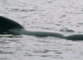 Pregnant Pilot Whales and Calves Slaughtered in Faroe Islands Hunt – Sea Shepherd Conservation Society