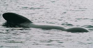 Pregnant Pilot Whales and Calves Slaughtered in Faroe Islands Hunt – Sea Shepherd Conservation Society