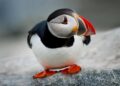 It’s ‘throw a baby puffin off a cliff’ season in Iceland – National Geographic