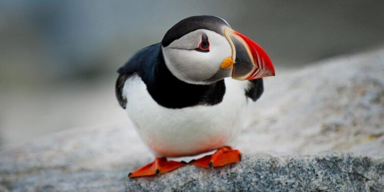 It’s ‘throw a baby puffin off a cliff’ season in Iceland – National Geographic