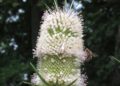 Fig. 4. The sole specimen of Dipsacus fullonum in flower. Åland… – researchgate.net
