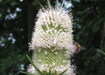 Fig. 4. The sole specimen of Dipsacus fullonum in flower. Åland… – researchgate.net