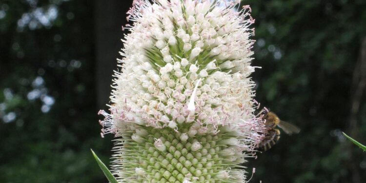 Fig. 4. The sole specimen of Dipsacus fullonum in flower. Åland… – researchgate.net