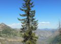 Spruce in Jóruklettur rock named Tree of the Year – Iceland Monitor