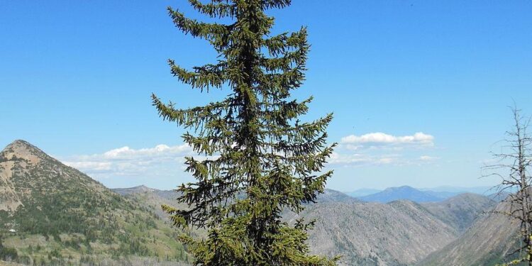 Spruce in Jóruklettur rock named Tree of the Year – Iceland Monitor