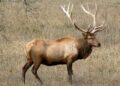 Emil the Elk caught in Austria after summer roaming across Central Europe goes viral – Euronews.com