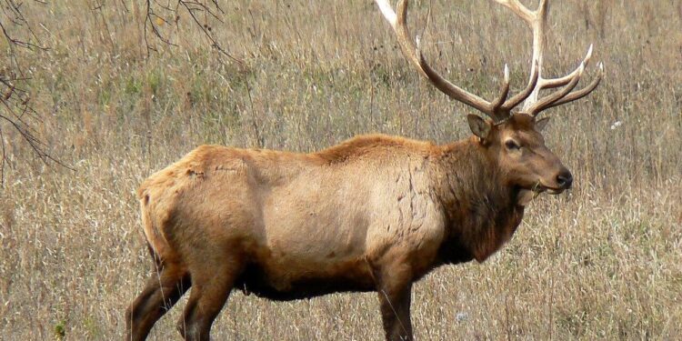Emil the Elk caught in Austria after summer roaming across Central Europe goes viral – Euronews.com