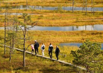 Bog walking: Exploring Estonia’s otherworldly wild landscapes – BBC