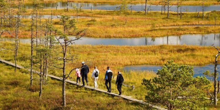 Bog walking: Exploring Estonia’s otherworldly wild landscapes – BBC