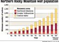 Wolf population in Finland jumps 46 percent, prompting renewed hunting debate – Helsinki Times