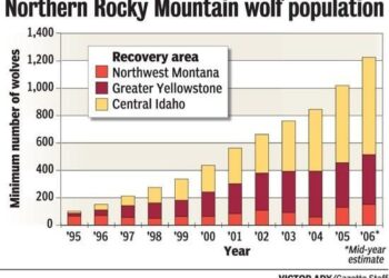 Wolf population in Finland jumps 46 percent, prompting renewed hunting debate – Helsinki Times