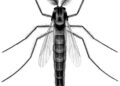 (PDF) The Chironomidae (Diptera) of Svalbard and Jan Mayen – researchgate.net