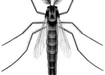 (PDF) The Chironomidae (Diptera) of Svalbard and Jan Mayen – researchgate.net