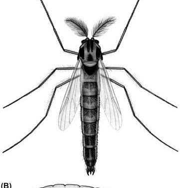 (PDF) The Chironomidae (Diptera) of Svalbard and Jan Mayen – researchgate.net