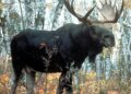 Footloose moose moved to reserve after chaotic summer in Austria went viral – The Guardian