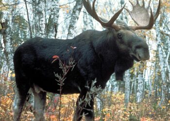 Footloose moose moved to reserve after chaotic summer in Austria went viral – The Guardian