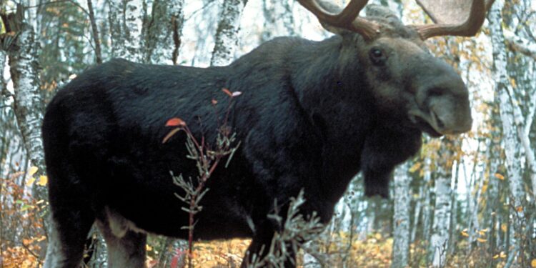Footloose moose moved to reserve after chaotic summer in Austria went viral – The Guardian