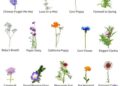 Wildflower Days and Wine-Flowing Nights in Slovenia – The New York Times