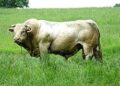 ‘Dangerous’ bull shot and killed by police after escaping meat plant on the Isle of Man – ITVX