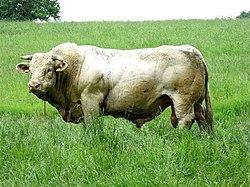 ‘Dangerous’ bull shot and killed by police after escaping meat plant on the Isle of Man – ITVX
