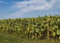 Record Funding Boosts Hungarian Agriculture and Rural Communities – Hungarian Conservative