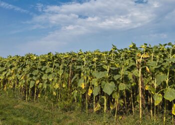 Record Funding Boosts Hungarian Agriculture and Rural Communities – Hungarian Conservative