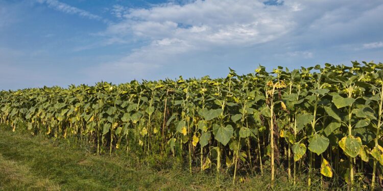 Record Funding Boosts Hungarian Agriculture and Rural Communities – Hungarian Conservative