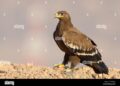 Nine Young Steppe Eagles From Kazakhstan Begin First Migration Journey – The Astana Times