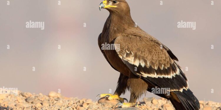Nine Young Steppe Eagles From Kazakhstan Begin First Migration Journey – The Astana Times