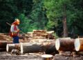 Government Invests In Forests to Strengthen Climate Protection – Hungarian Conservative