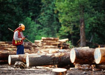 Government Invests In Forests to Strengthen Climate Protection – Hungarian Conservative
